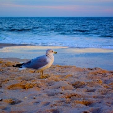 Jones-Beach-Seagull-Dean-Miller-Real-Estate